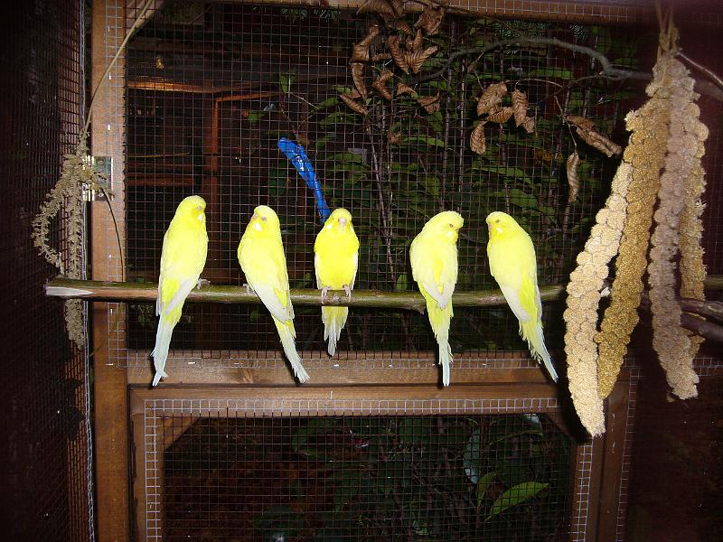 Ortsschau Langenberg 2008 263.jpg - Wellensittiche von Eberhard Wenzel al 95 E